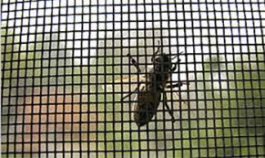 Maybe you would like to learn more about one of these? 10 Ways To Get Rid Of Mosquitoes Indoors The Tick And Mosquito Project