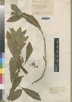 Image result for Astripomoea hyoscyamoides