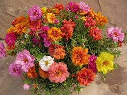 Ipek Cicegi Kedi Tirnagi Bakimi Portulaca Grandiflora Cicek Bakimi Cicek Cesitleri Cicek Turleri Cicek Isimleri Cicek Saksida Cicekler Bitki