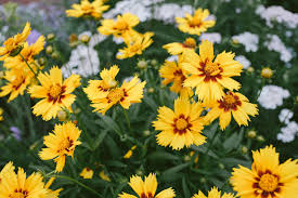 For people who that would like to plant trees and plants, the best way you can save. 25 Yellow Flowers For Gardens Perennials Annuals With Yellow Blossoms