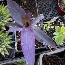 Image result for Tradescantia pallida