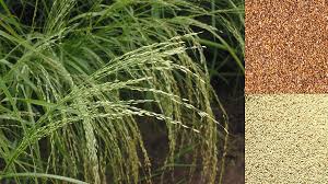 Image result for Eragrostis tef