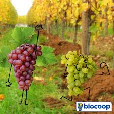 Chez Biocoop En Septembre C Est Priorite Aux Raisins Grapes Fruit Food