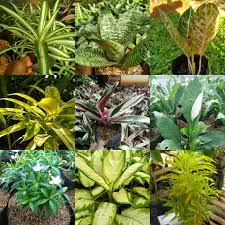 Nama populer jenis tanaman hias yang satu adalah palem ekor ikan, dikarenakan bentuk daunnya yang mirip seperti ekor ikan. Jual Tanaman Hias Paket Rp 100 000 Dapat 9 Jenis Tanaman Harga Hemat Kab Bogor Alamanda Landscape Tokopedia