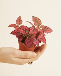 Image result for Hypoestes