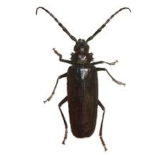 Tucson is a city in arizona's sonoran desert surrounded by multiple mountain ranges, including the santa. Bicbugs Derobrachus Hovorei Paloverde Root Borer Arizona Usa