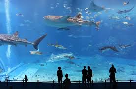 The Okinawa Churaumi Aquarium Is A Popular Attraction In Japan That Brings Together 800 Species Of Coral Manta Rays Whale Sha Ocean Gif Aquarium Big Aquarium