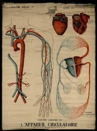 L Appareil Circulatoire Deyrolle Bibliotheque Numerique Anatomie