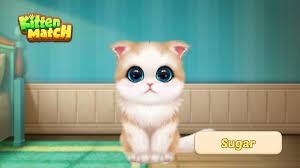 📣Vote for Cat Model Team! #cats are characteristic, and here comes a show  for them~ 🔔Topic: Model Team In this August, 3️⃣ most popularly voted cats  will appear frequently