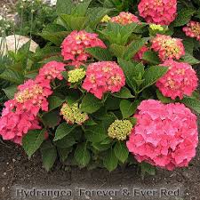 Forever And Ever And Ever And Ever And Ever Forever Ever Red Hydrangea 3 4 Tall And Wide Blooms Spring Through First Frost Partial Sun Deciduous Shrub Tha Red Hydrangea Pom Pom Flowers Hydrangea