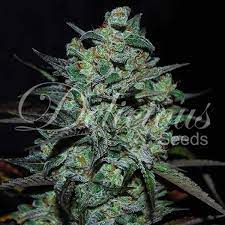 Northern Light Blue Thc Free Seeds Delicious Seeds