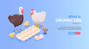 Turkey grows faster like broiler chickens and become suitable for marketing purpose within a very short time. Free Vector Poultry Farm Production Isometric Horizontal Website Banner Design With Organic Eggs Chicken Turkey Meat Offer