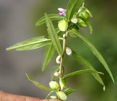 Image result for Polygala persicariifolia