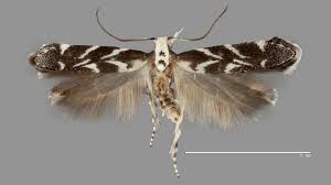 Image result for Aeschynomene glauca