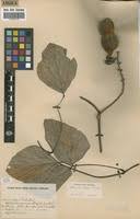 Image result for Mucuna poggei