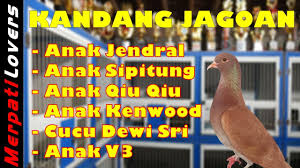 Pada keadaan cuaca cerah dan makanan cukup saat itu burung merpati aktif kawin. Kandang Trah Juara Nasional Guru Poer Team Pemalang Youtube