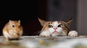 Image result for adorable cat