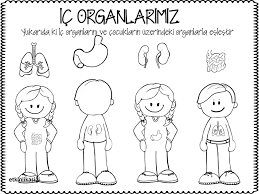 Ic Organlarim Okul Oncesi Okul Okul Oncesi Calisma Cizelgeleri