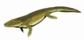 Image result for Tetrapogon tenellus