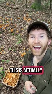 The #chanterelles are absolutely going off right now!!! Let’s go #foraging  😎