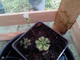 Con simples cuidados se adapta fácilmente a diferentes. Drosera Spatulata Saco Flor Que Hago