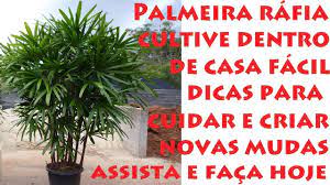 Já vi muita gente acabando com as folhas da ráfia. Rafia Tenha Essa Planta Dentro De Casa Como Cuidar E Criar Novas Mudas Youtube