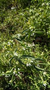 Image result for Leucas glabrata