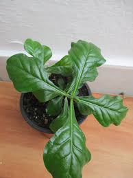 Image result for Coddia rudis