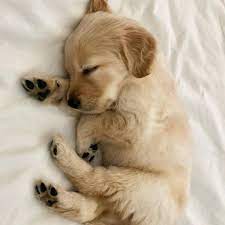 Pets Lovers Chiens Dogs Hunde Lovers Pets Cute Puppies Puppies Cute Baby Animals