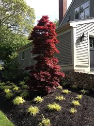 Japanischer Ahorn Garten Twombly Red Sentinel Saeule Form Blumenbeet Graeser Japanischer Ahorn Garten Vorgarten Ideen Garten