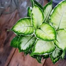 Image result for beautiful dieffenbachia