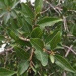 Image result for Spirostachys