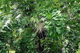 Image result for Aiphanes horrida