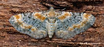 Image result for Eupithecia pulchellata