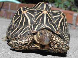 Звездчатая черепаха | zoo-ekzo.ru - Экзотические животные