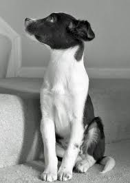Black And White Border Collie Mix Scout The Border Collie Jack Russell 3 Border Collie Mix Cuddly Animals Sick Puppies