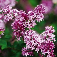 Image result for Syringa meyeri ´Palibin