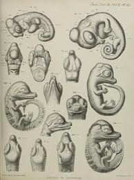 Biomedicalephemera Crocodile Illustration Scientific Illustration Anatomy Bones