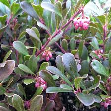 Border, groundcover, mass planting, rock garden, urban garden, wildlife garden. Arctostaphylos Uva Ursi Vancouver Jade Bearberry Kinnikinnick 3 5 Pot Little Prince To Go