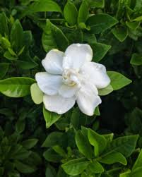 Tribute for Lowell Graham Hays V