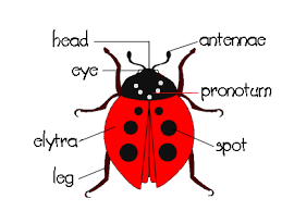 Ladybug Diagram Ladybug Science Projects For Kids Third