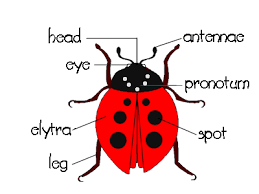 ladybug diagram ladybug science projects for kids third