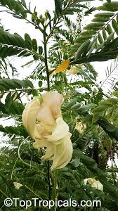 Image result for Sesbania grandiflora