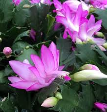 Christmas cactus will respond to overexposure to light by turning red. Amazon Com Pink Christmas Cactus Plant Zygocactus 4 Pot Home Kitchen