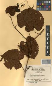 Image result for Cissus glaucophylla