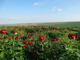 Casa din delta va ofera posibilitatea de a petrece un sejur in care va puteti relaxa.unitatea noastra este situata pe soseaua principala si are iesire la apa , va punem la dispozitie. Wf1vo6kqgqwuwm