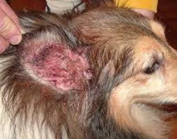 Dog Ear Infections Simple Solutions Nzymes Com Dogs Ears Infection Dog Ear Infection Remedy Dog Ear Wash