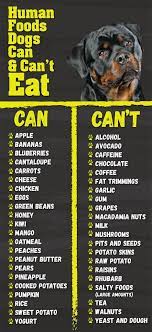 Pin By Mikaela Forrester On Dog Items In 2020 Rottweiler Dog Food Recipes Human Food