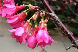 塗抹於早春林梢的緋色腮紅 山櫻花 flowers plants sowing