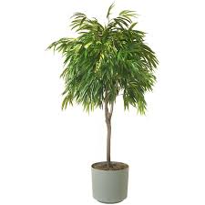 Ficus Alii Single Stem In 10 Pot 3 4 Feet Tall Etsy Plants Indoor Trees Low Light House Plants Indoor